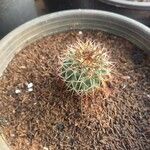 Echinocactus texensis 葉