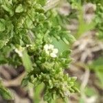 Chenopodium multifidum Flower