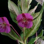 Epilobium conspersum Агульны выгляд