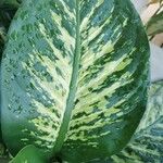 Dieffenbachia seguineপাতা