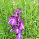 Anacamptis palustrisCvet