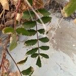 Rhus coriaria Лист