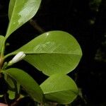 Turraea ovata Leaf