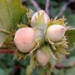 Corylus cornuta Gyümölcs