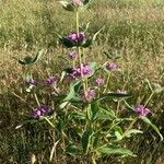 Phlomis herba-venti പുഷ്പം