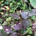 Rubus macrophyllus Blad