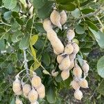 Sophora secundiflora Fruit