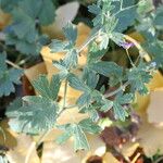 Geranium pyrenaicum Leaf