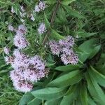 Eutrochium purpureum Flower