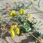 Linaria thymifolia Flor
