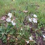 Saxifraga granulataBlüte