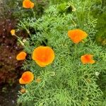 Eschscholzia caespitosa Flor