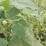 Abutilon indicum Ліст