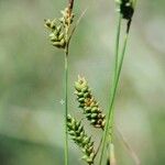 Carex punctata Fruitua