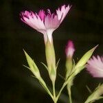 Dianthus geminiflorus Flower