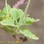 Lavandula rotundifolia Other