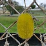 Cucumis dipsaceus Frucht