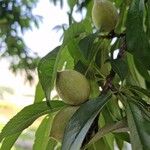 Prunus persica Froito
