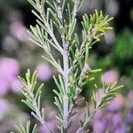 Erica australis Yaprak