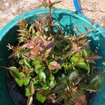 Abelia x grandiflora List