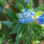 Echium parviflorum Virág