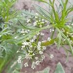 Cyclospermum leptophyllum Flower