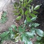 Leea guineensis Leaf