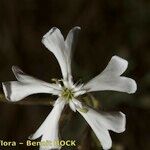 Silene paradoxa Flower