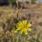 Launaea hafunensis Flower