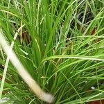 Carex testacea Buveinė