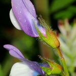 Vicia bithynica Blüte
