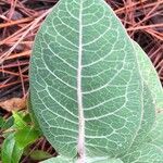 Asclepias humistrata Hoja