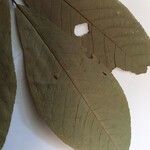 Couratari gloriosa Leaf