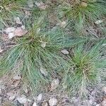 Festuca filiformis ഇല