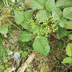 Cayratia trifolia Flor