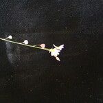 Utricularia striatula Květ