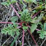 Erodium ciconium ᱥᱟᱠᱟᱢ