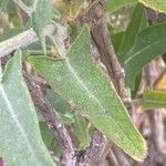 Salvia canariensis Leaf