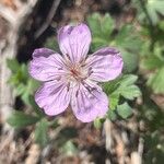 Geranium viscosissimum Flower