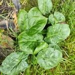 Arum maculatum Foglia