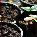 Garcinia mangostana Leaf