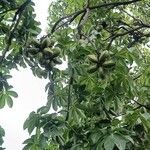 Sterculia foetida Frukto