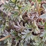 Acaena integerrima Leaf