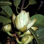 Pentadesma butyracea Kukka
