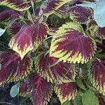 Coleus scutellarioidesLeht