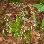 Prenanthes purpurea पत्ता