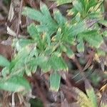 Artemisia verlotiorum Leaf