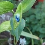 Commelina communis Virág