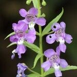 Angelonia biflora Benth.Flower