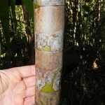 Actinokentia divaricata 樹皮